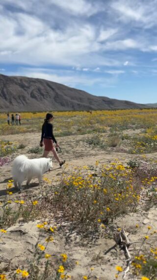 I said what I said, clearly in a chaos mode 🤡  And hello my friends! I know it’s been a while since we’ve spoken. I took a bit of a hiatus to focus on my career and on building up @bibithesamoyed’s account. And to be candid, I’ve felt pretty disillusioned with the health and wellness space these past few years. Not sure if it’s just me but it kills me to see an increase in fear mongering, total scamming and recommendation of things that have zero evidence. It doesn’t feel like the same space I entered over a decade ago. But that being said, I know there’s still so many out there (you all!) who care about the facts and are just trying to live your best life. I’ll keep showing up if you let me — my content may be a bit different as well (wanting to change things up, not always feel like I need to share polished content) so bear with me as I find my footing and I’m here for any and all feedback 🥰  P.S. no wildflowers were harmed in the making of this 💖